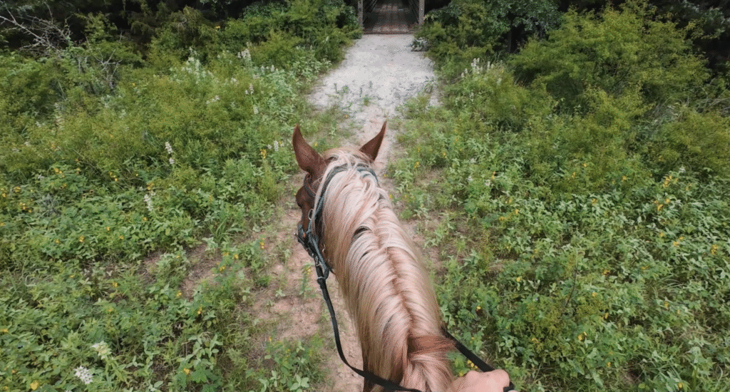 horse training on trail